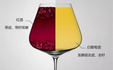 阿聰選酒告訴你是什么讓白、紅葡萄酒變得如此不同